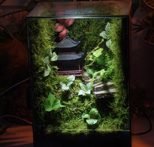 أعماق الغابة