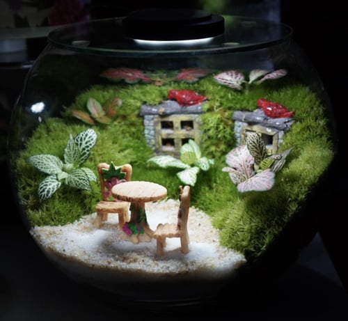 تيراريوم الحديقة السرية مع اضاءة