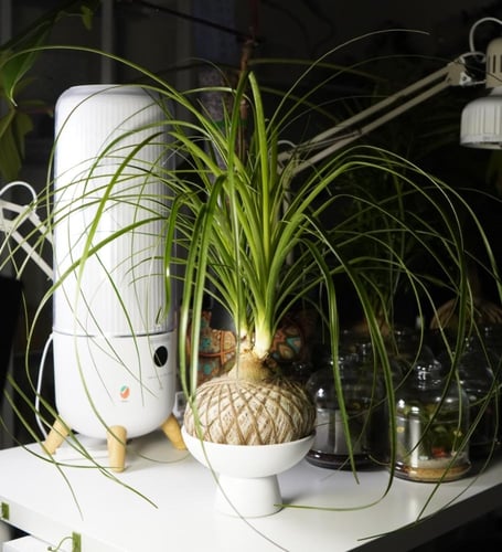 بوني تيل بالم بنظام الكوكيداما مع قاعدة