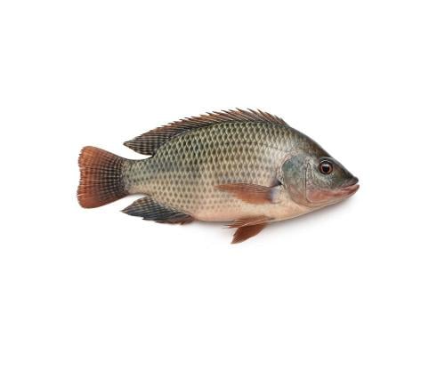 سمك البلطي سعر الكيلو