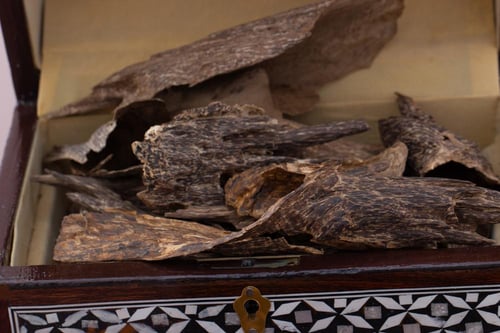 عود جنوب تايلاند تربل