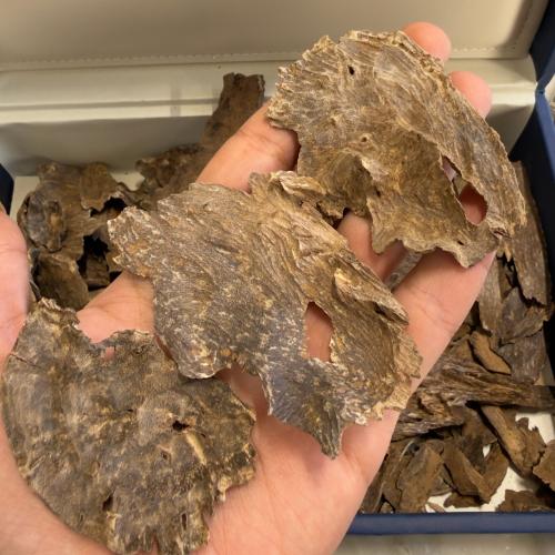 سيلاني ادمز قديم