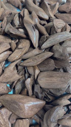 عود مروكي آصقون طبيعي