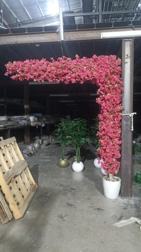اشجار جهنمية المتر255ريال