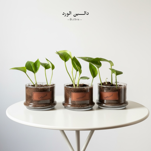 نبتة العيد | بوتس