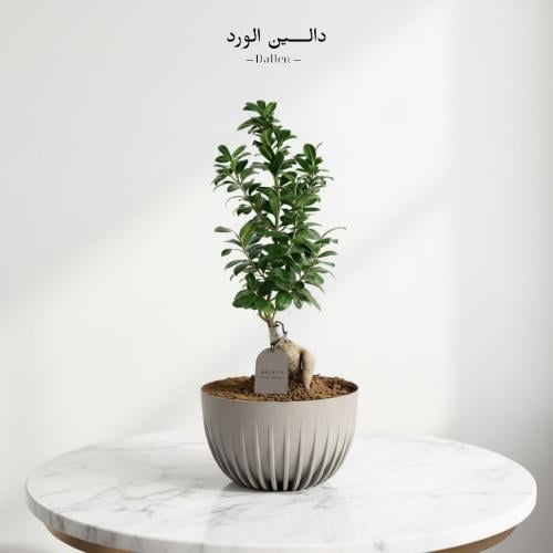 فن البونساي الياباني | نبتة