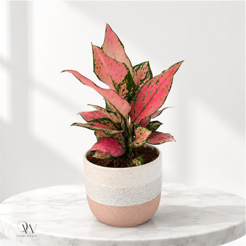 أجلونيما الورديةPink Aglaonema