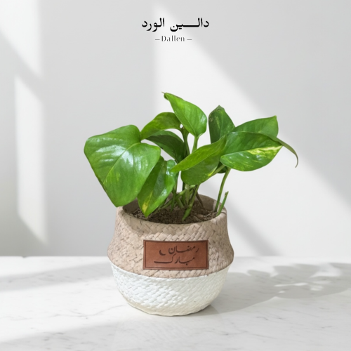 نبتة بوتس - اصدار رمضان