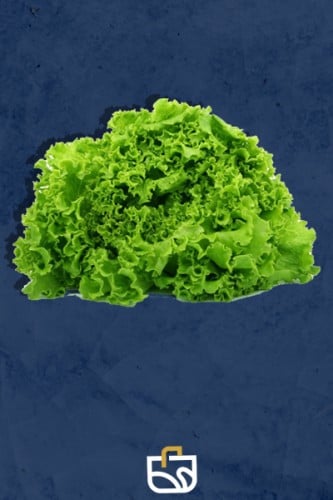 خس لولو فلين وسط