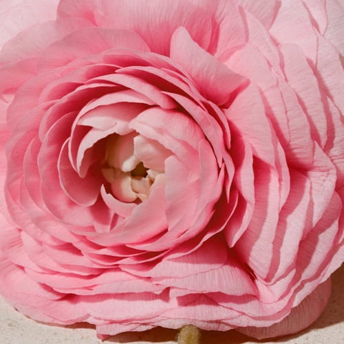 عطر بربري هير او دو بارفيوم نسائي 100مل