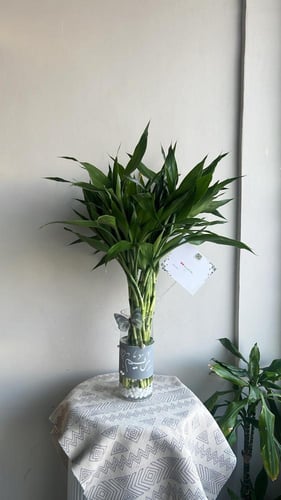 فازه البامبو