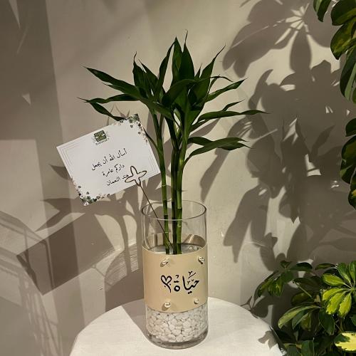 نبتة وفازه حياة