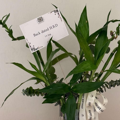 فازه البامبو