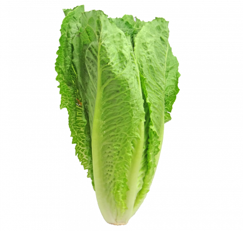 بذور خس