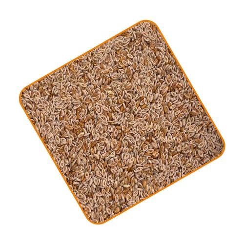 بذور القاطونه