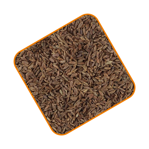 بذور الشبث