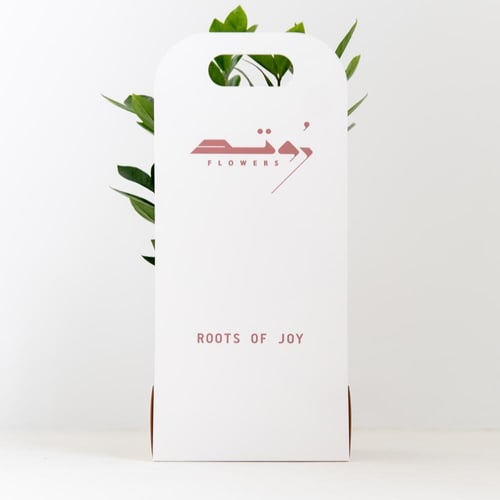 زاميا ( Zamia )