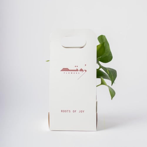 بوتس صغير ( Pothos )