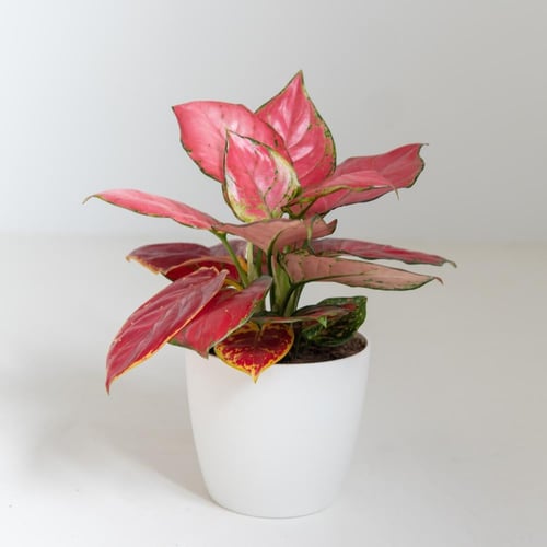 أجلونيما (Aglaonema )