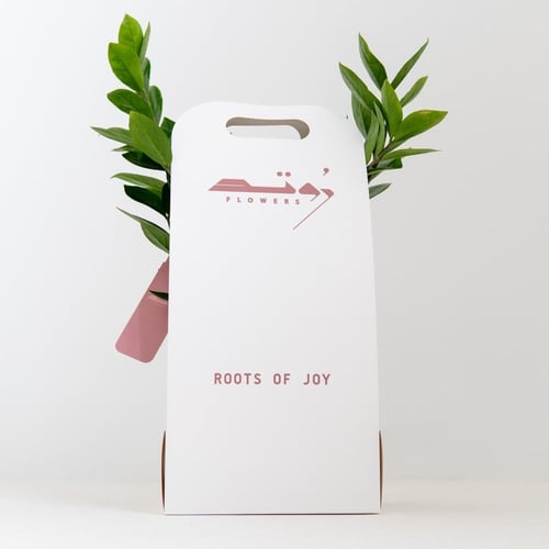 زاميا ( Zamia )