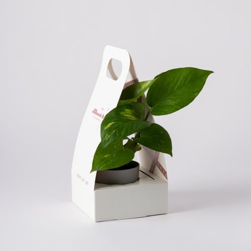 بوتس صغير ( Pothos )