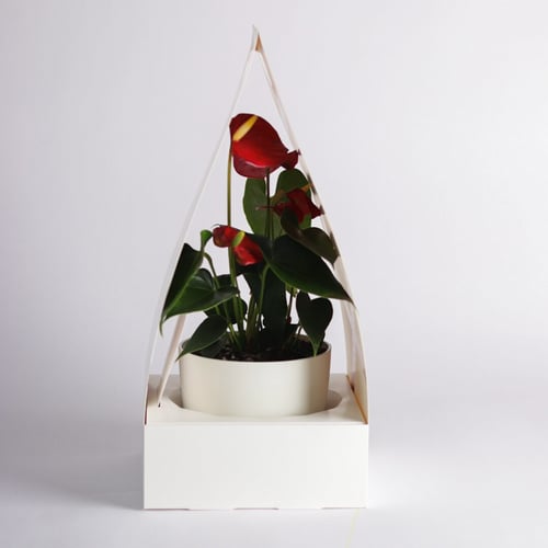 انتوريوم (Anthurium) - أحمر