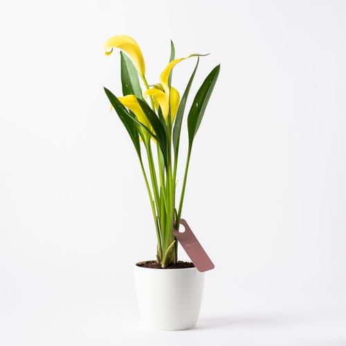 زهرة الكالا ( Calla Lily ) - أصفر