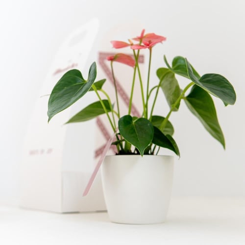 انتوريوم (Anthurium) - وردي
