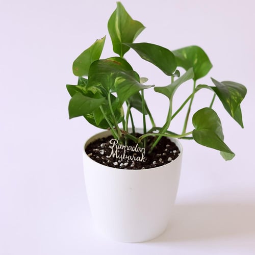 بكج هدية ( شهر الخير )