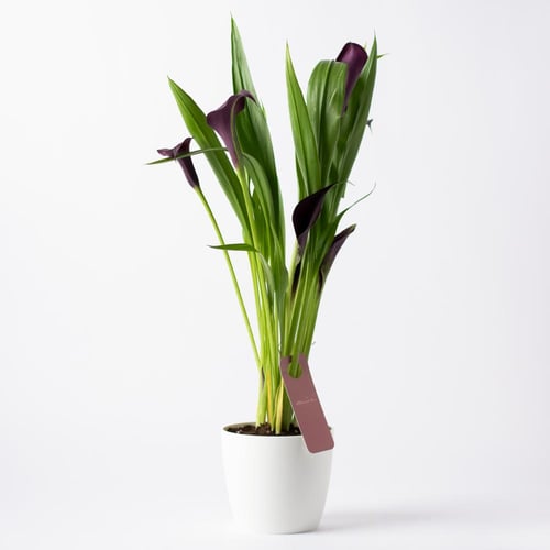 زهرة الكالا ( Calla Lily ) - أرجواني