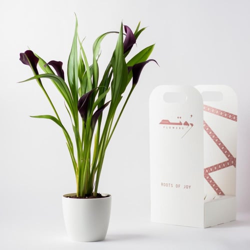 زهرة الكالا ( Calla Lily ) - أرجواني