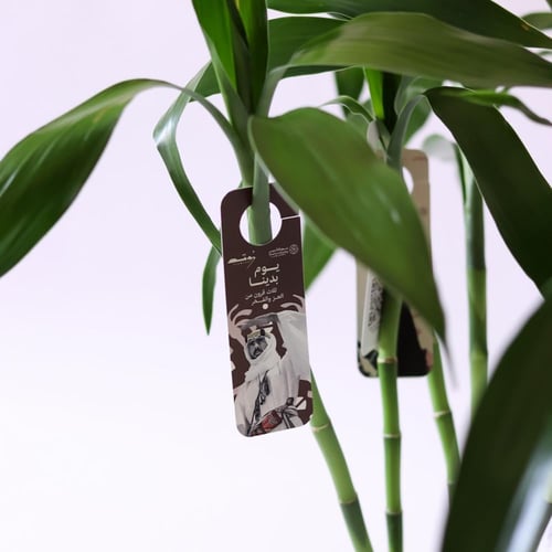 توزيعات يوم التأسيس ( بامبو ) - وسط