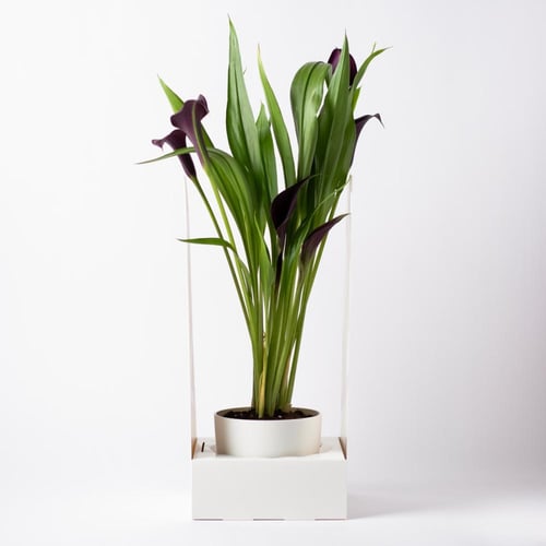 زهرة الكالا ( Calla Lily ) - أرجواني