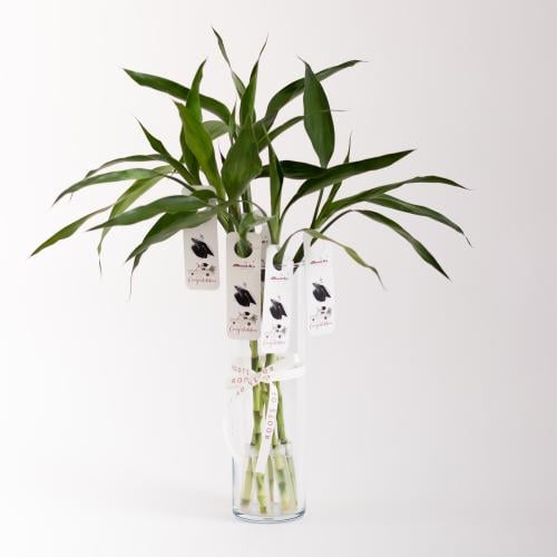 توزيعات تخرج ( ساق البامبو ) فازة صغيرة