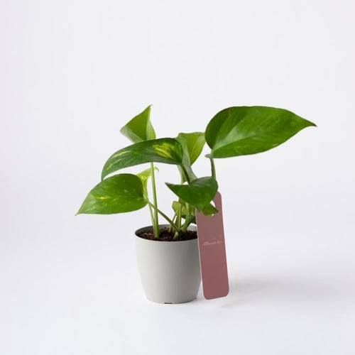 بوتس صغير ( Pothos )
