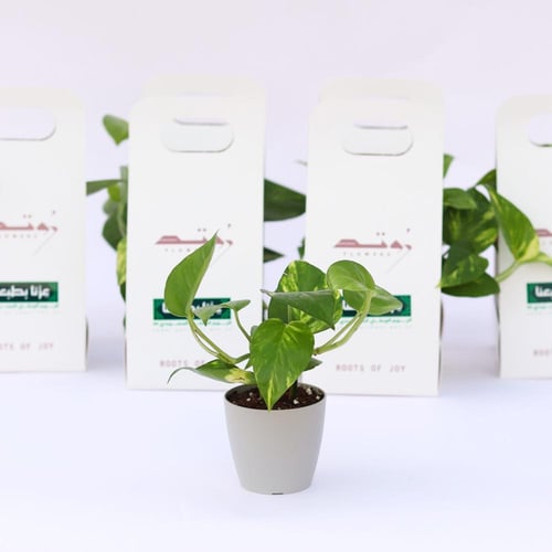 توزيعات بوتس ( عزّنا بطبعنا )