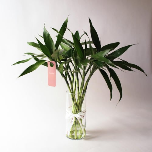 فازة ساق البامبو ( Bamboo ) - وسط