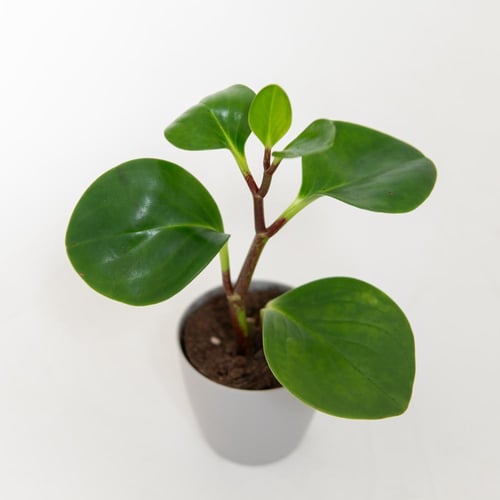 ببروميا (Peperomia )