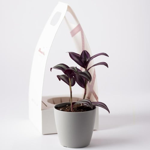 ترادسكانتيا زبرينا ( Tradescantia Zebrina )