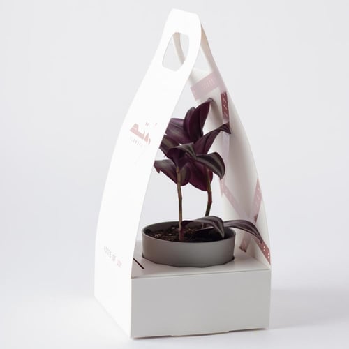 ترادسكانتيا زبرينا ( Tradescantia Zebrina )