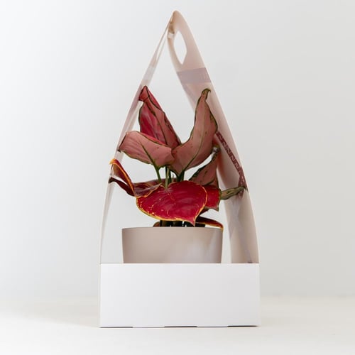 أجلونيما (Aglaonema )