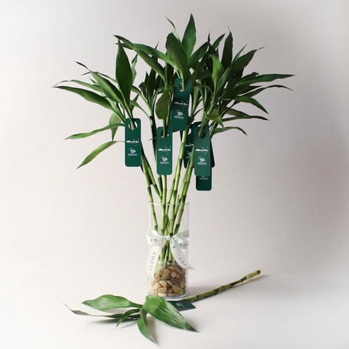 توزيعات اليوم الوطني ( ساق البامبو )