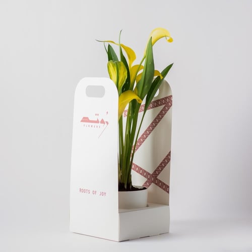 زهرة الكالا ( Calla Lily ) - أصفر