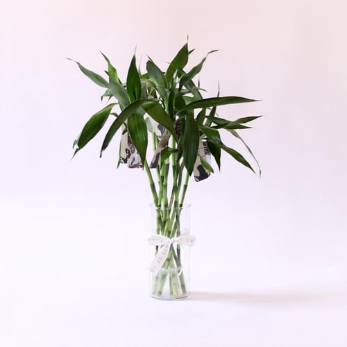 توزيعات يوم التأسيس ( بامبو ) - وسط