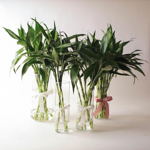 فازة ساق البامبو ( Bamboo ) - وسط