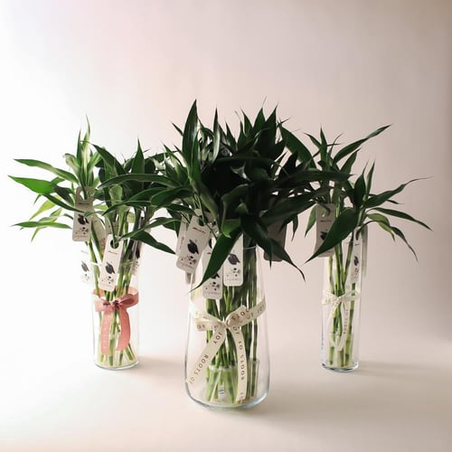 توزيعات تخرج ( ساق البامبو ) فازة كبيرة