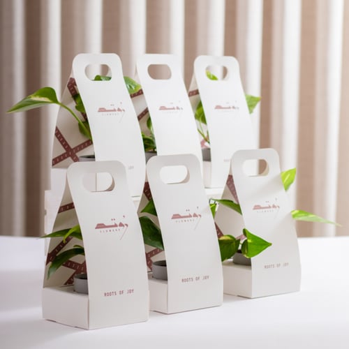 توزيعات بوتس ( Pothos ) - صغير