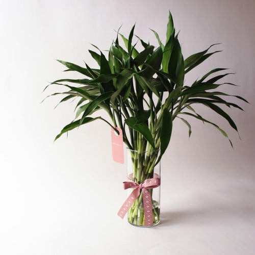 فازة ساق البامبو ( Bamboo ) - وسط