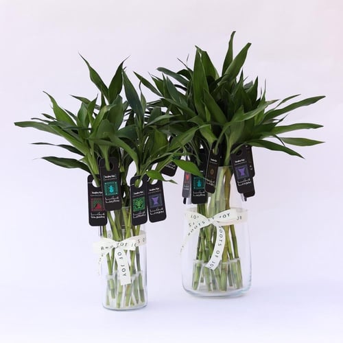 توزيعات ساق البامبو لليوم الوطني 95 - فازة وسط