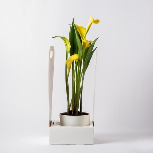 زهرة الكالا ( Calla Lily ) - أصفر